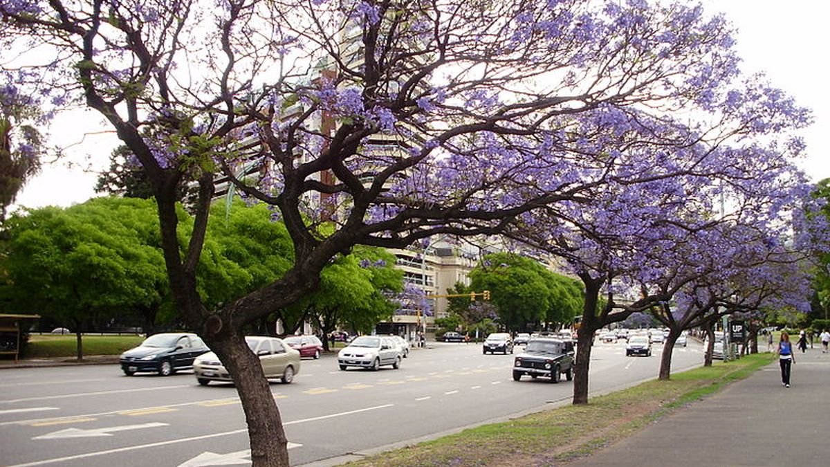La avenida Libertador, en la Ciudad de Buenos Aires, permanecerá cortada por tramos, durante los próximos cinco días desde este lunes