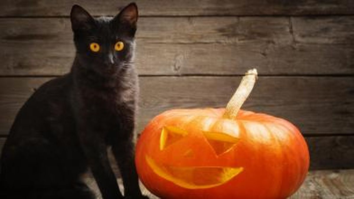 El estigma de los gatos negros El estigma de los gatos negros