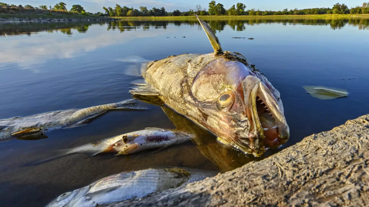 Imágenes de peces muertos que recorren el mundo. Alemania y Polonia buscan insecticidas y pesticidas, entre otras sustancias, como una posible razón para el envenenamiento masivo. (Foto: Euronews) 