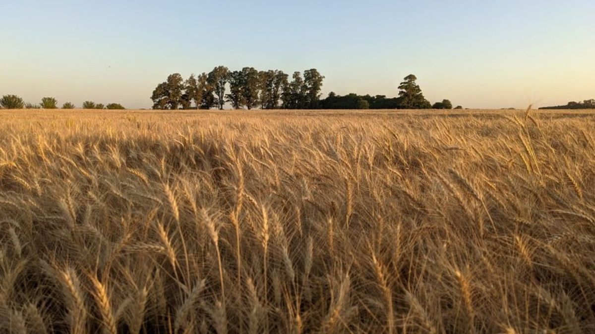En el sur bonaerense se puede esperar un tiempo m&aacute;s para la siembra del trigo. Sin embargo, hay cautela.