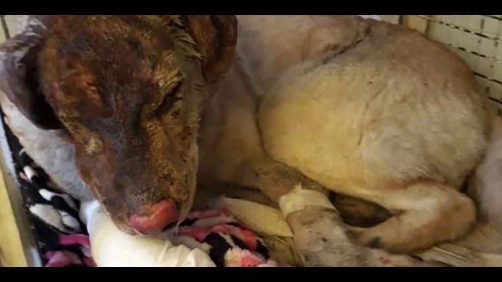 Un perro salvó a toda una familia de un incendio y terminó incendiado