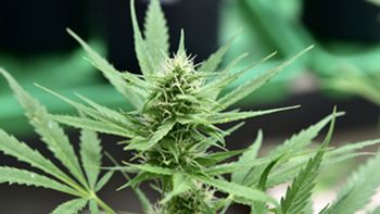 Científicos del CONICET descubrieron cómo el cannabis potencia un antibiótico clave contra bacterias multirresistentes