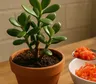 Árbol de jade: el abono casero con cáscaras de tomate que gana lugar en la jardinería sustentable