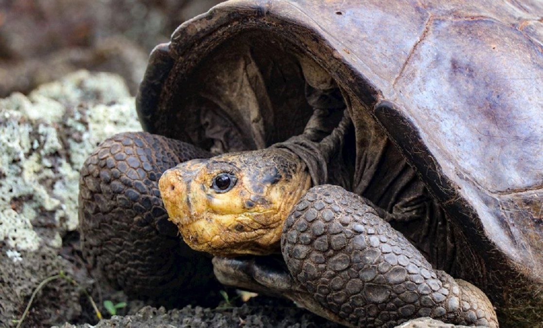 La Dirección del Parque Nacional Galápagos anunció este martes el hallazgo Fernanda