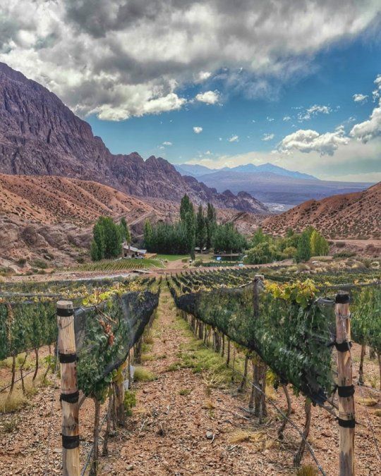 En la estancia Uspallata, donde descansó Maru Botana y su familia, la producción vitivinícola es exclusiva y limitada. 