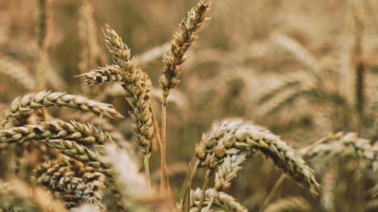 Preocupante: seis de cada 10 hectáreas de trigo registran condiciones de sequía