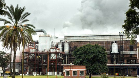 Distribuyen entre 15 ingenios el cupo para exportar azúcar a Estados Unidos