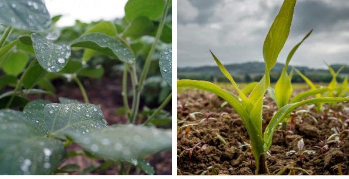 Las lluvias frenaron el deterioro de la soja y el maíz