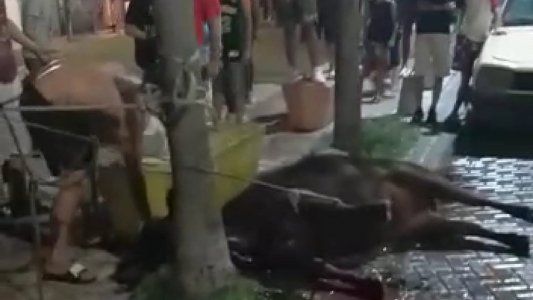 Descargaron vacas de un camión y faenaron a una en plena calle en medio de una protesta