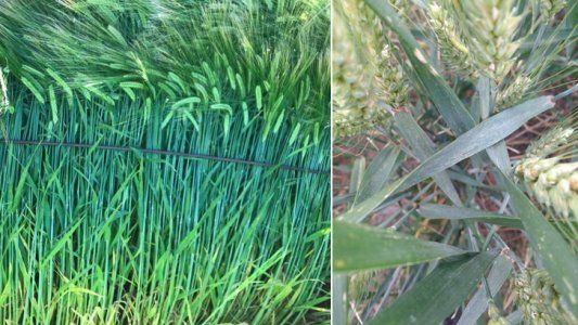 ¿Vacunas para cultivos? Lanzan producto biológico para aumentar defensas en trigo y soja