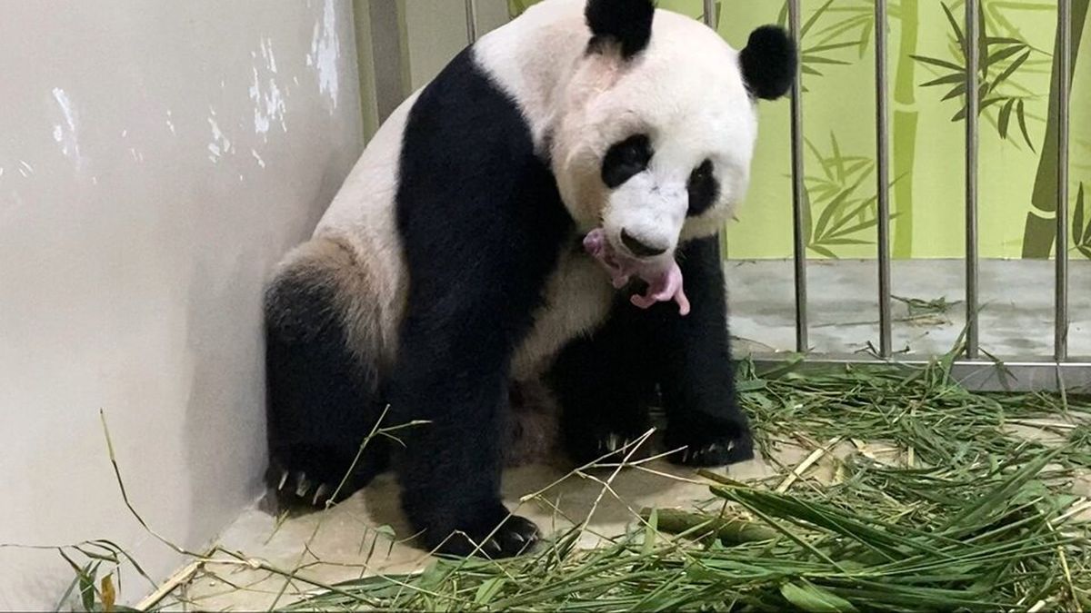 Nacieron dos pandas en Francia - Foto archivo