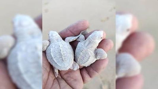 Impresionante: nacieron dos tortugas albinas