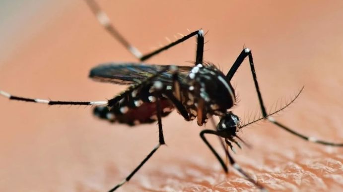 Alerta DENGUE: cuándo se van los mosquitos de Buenos Aires