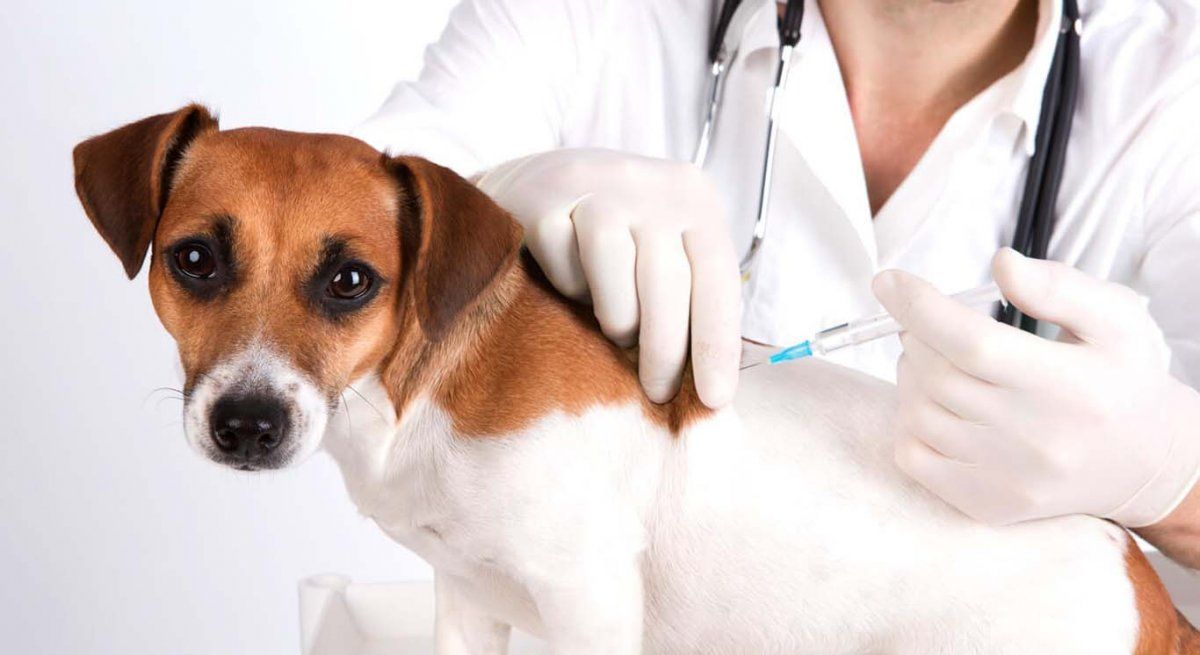 Según el Servicio de Control Veterinario ruso la vacuna para animales parece ser 100% efectiva.