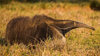 Argentina hace historia con el regreso de un mamífero en peligro de extinción
