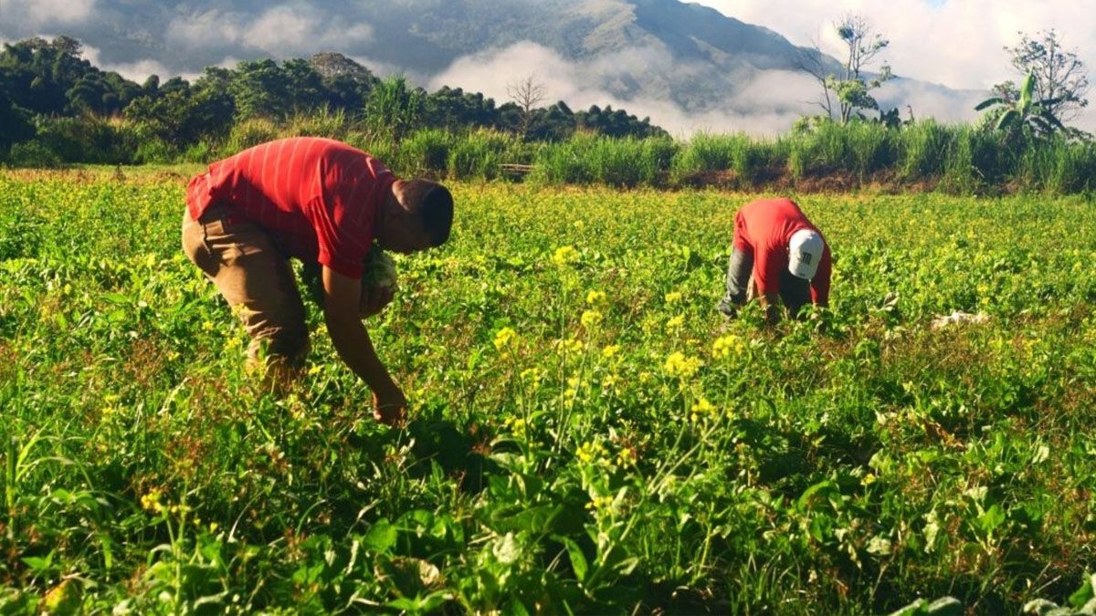 La FAO revisa sus planes para llegar al objetivo de eliminar el hambre en el planeta para el año 2030 (Foto: FAO)