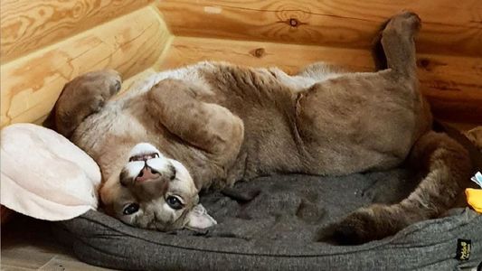 El puma Messi: la mascota doméstica de una familia rusa que tiene más de 1,5 millones de seguidores