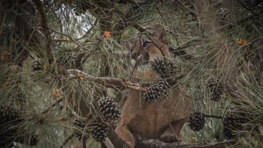 Así atraparon a un puma adulto que se había subido a un árbol en Pinamar