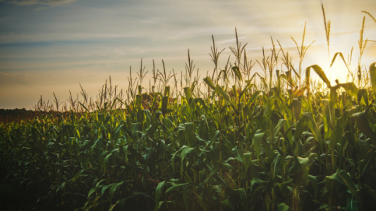 ¿Hasta dónde puede llegar el empujón alcista del informe del USDA?