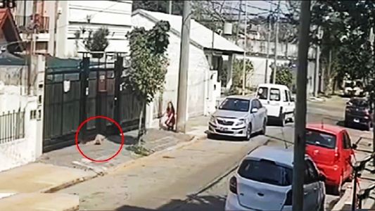 Video | Se habían robado a Olivia, una caniche toy de un año, y apareció gracias a A24