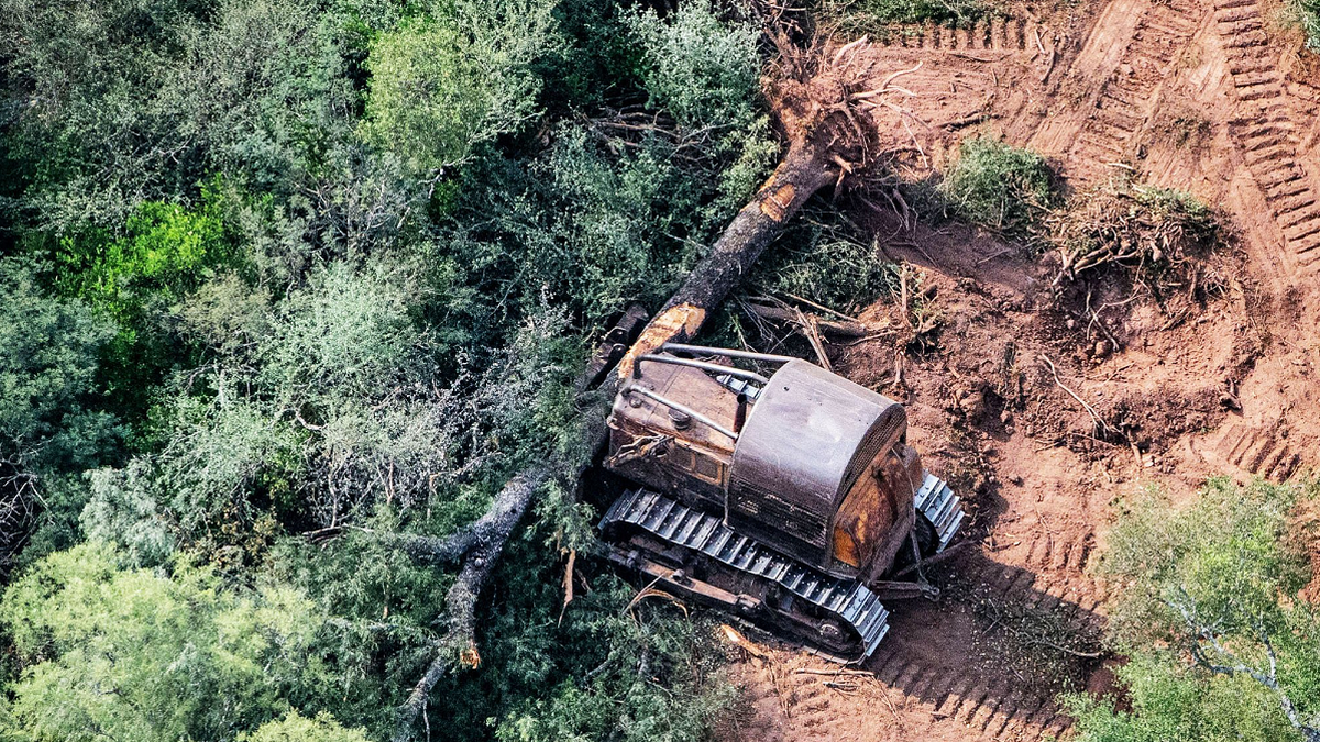 Según un informe de Greenpeace, en 2020 pérdida de bosques nativos solo en el norte argentino fue de 114.716 hectáreas: casi seis veces la superficie de la Ciudad de Buenos Aires. (Foto: Greenpeace, Martin Katz)