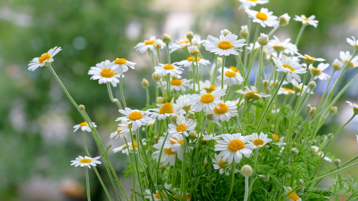 PARA SIEMPRE: La planta que te ayudará a eliminar las garrapatas de tu perro PARA SIEMPRE: La planta que te ayudará a eliminar las garrapatas de tu perro