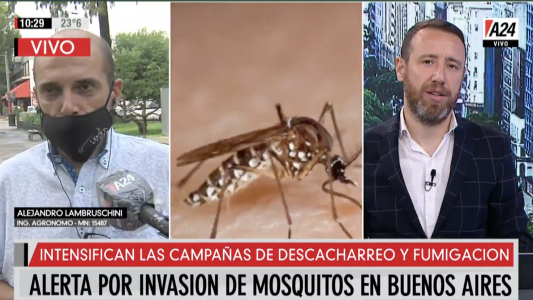 Invasión de mosquitos en Buenos Aires: son muchos y muy molestos, pero no contagian el dengue