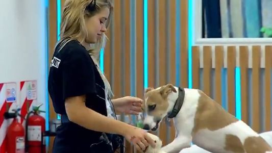 La grave denuncia de los supuestos dueños de Arturo, el perrito de Gran Hermano