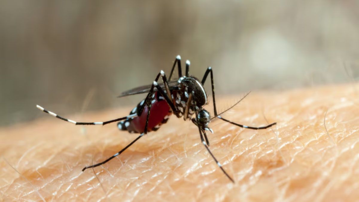 El mosquito, es el vector para llevar la enfermedad al ser humano. (Foto: Gentileza el litoral)