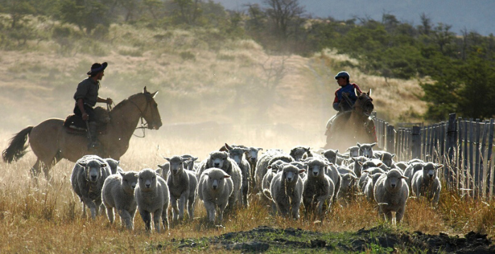 La producción de carne a partir de los ovinos, una alternativa a las condiciones del suelo de Misiones. 