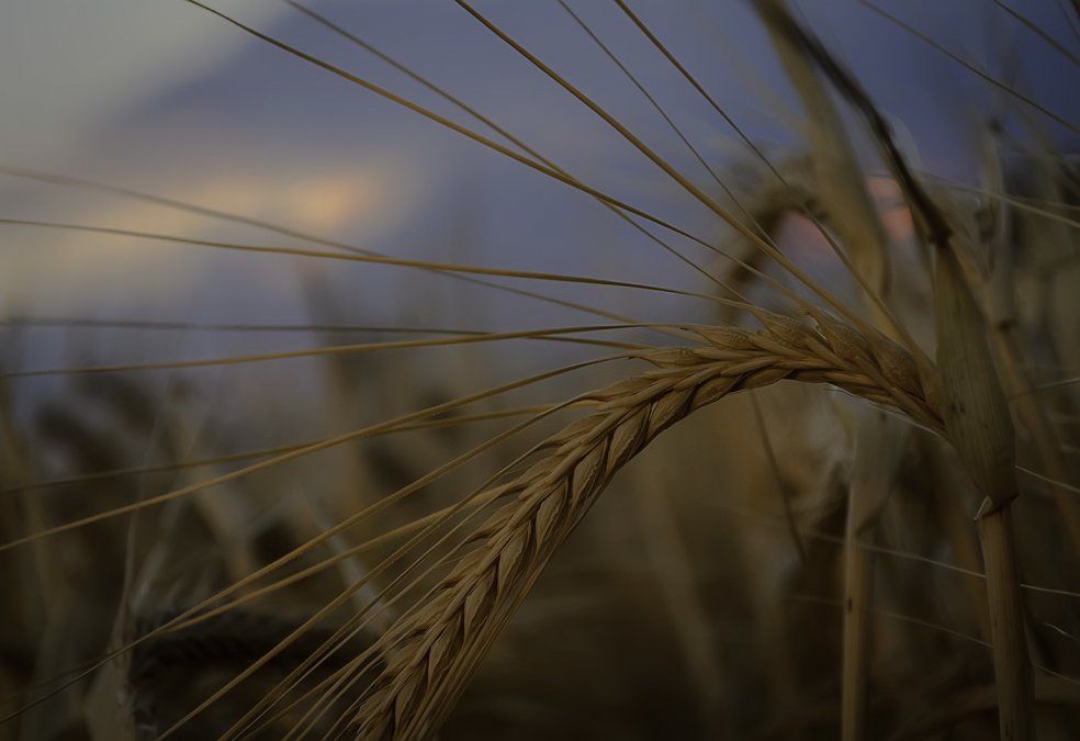 El trigo de Brasil, un mercado más que importante que está entre las consideraciones de los productores agropecuarios.