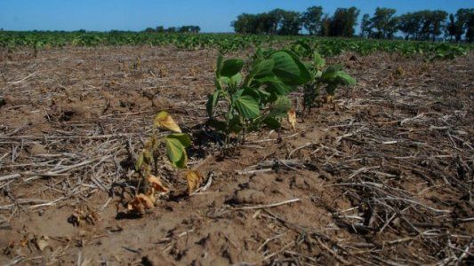 Afirman que una Niña con intensidad creciente ya está afectando los cultivos