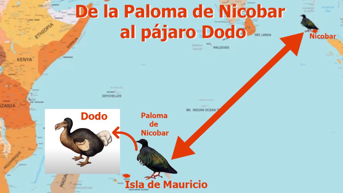 El complejo proceso para revivir al pájaro Dodo le da la razón a Charles  Darwin