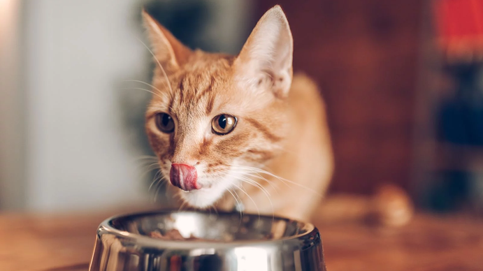 Cómo surgió el mito de que los gatos tienen siete vidas
