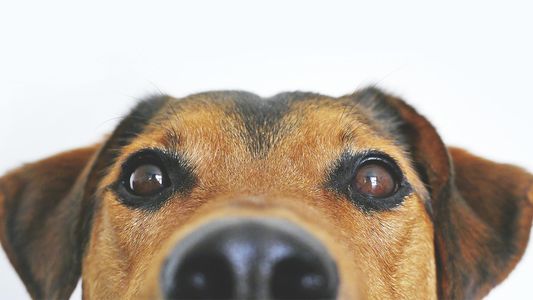 Respira profundo al enterarte cómo ve tu perro a los humanos