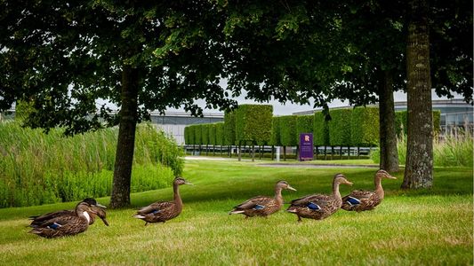 Rolls-Royce adopta familia de 7 patitos huerfanos