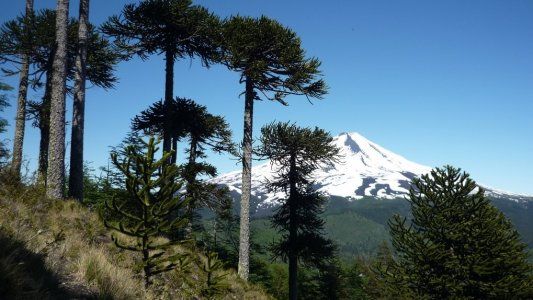 Plantas en peligro de extinción: más de 10 especies