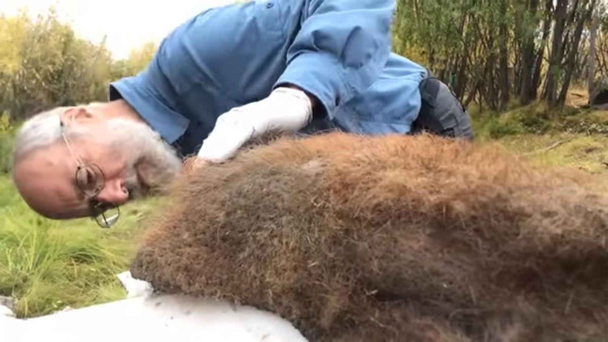 Científicos lograron extraer el adn más completo de un mamut congelado hace 52.000 años. (Foto: Captura de TV)