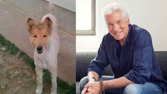 Insólito: Un perro es furor en las redes por su parecido con Richard Gere