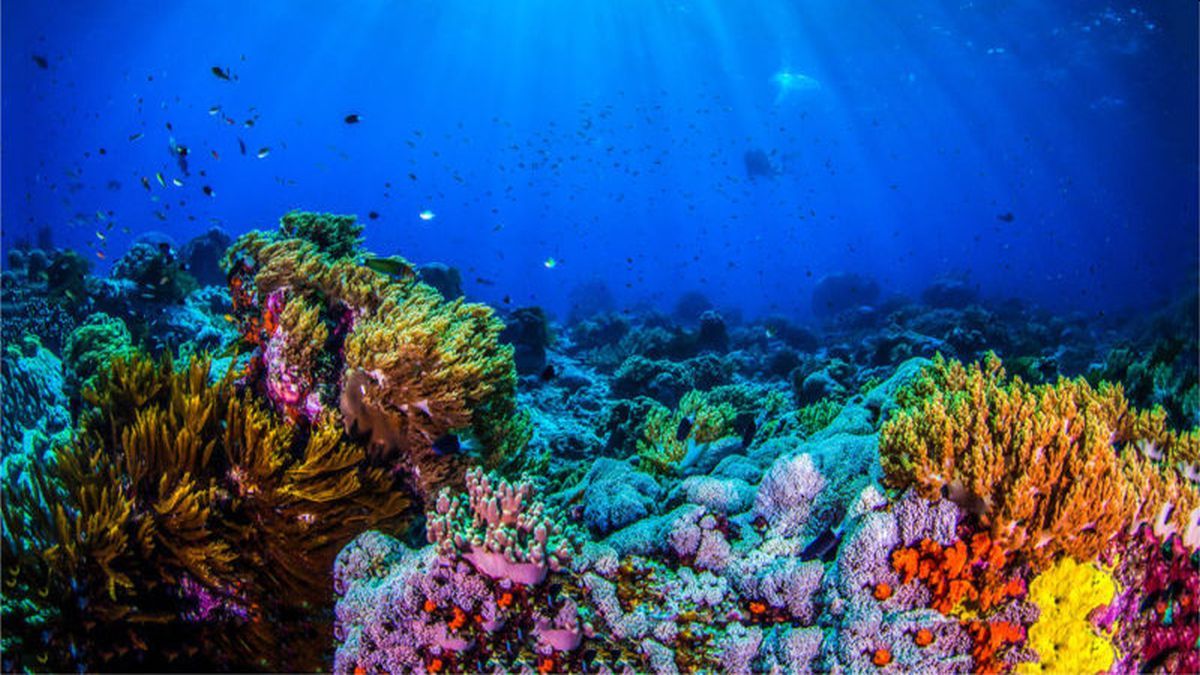 Impresionante: las criaturas que viven bajo el mar y se aparecieron los ...