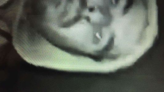 Detuvieron al hijo de un ex VideoMatch por los robos en el country Cissab