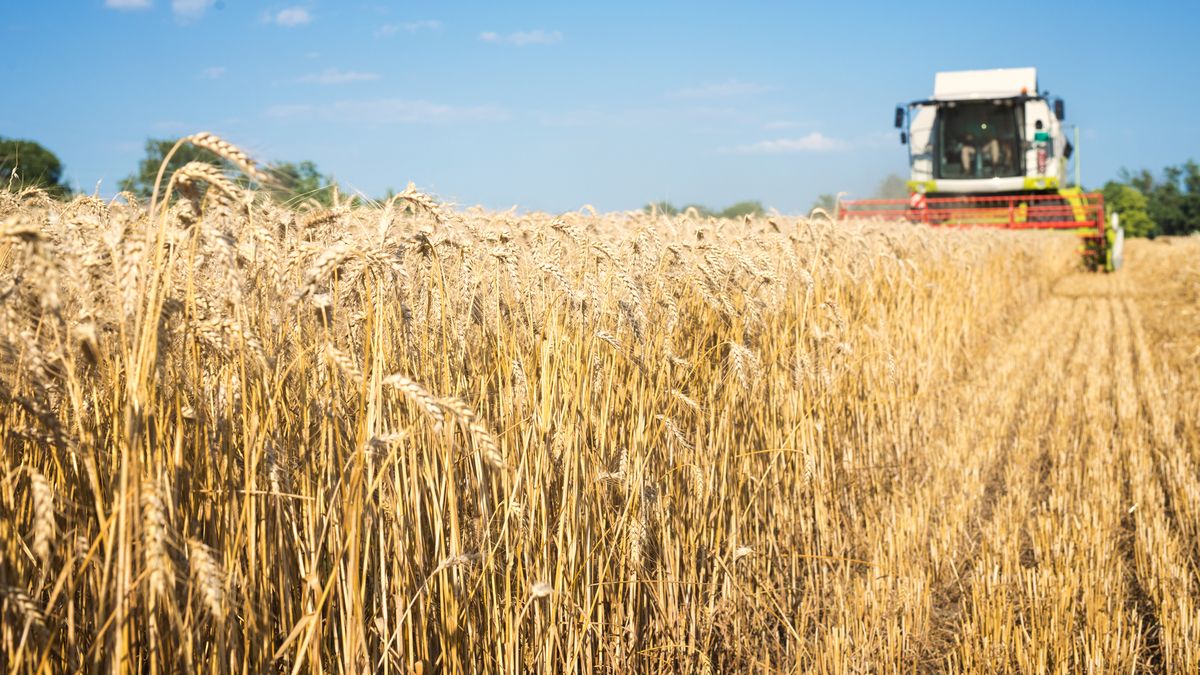 Suben la estimación de la cosecha de trigo: por la mejora de los rindes  superaría los 20 millones de toneladas