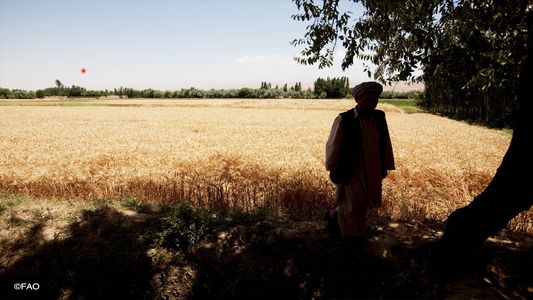 Afganistán: una crisis alimentaria a prevenir antes que todo se vuelva aún más grave