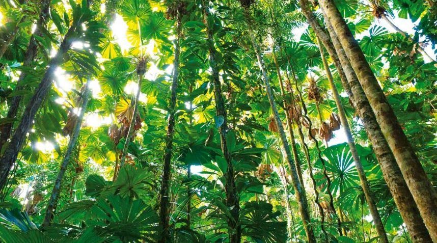 Las características del reino vegetal