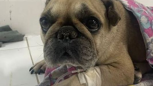 Desesperante: adoptaron a una perra rescatada y la Justicia las obliga a devolverla con sus explotadores