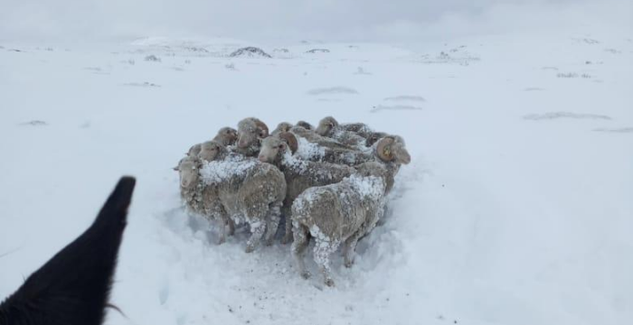 Advierten sobre la alta mortandad de ovejas en el sur, por los estragos de las nevadas