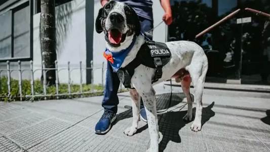 La policía jubilará a Falopa, un perro que ayudó a encontrar desaparecidos