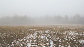 Ola polar: qué impacto tendrán las temperaturas bajo cero sobre el trigo