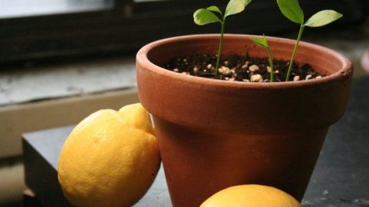 ¿Cómo germinar semillas de limón?