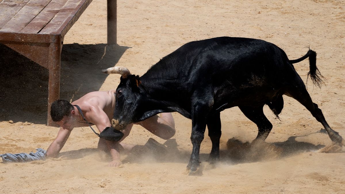 Toro se hizo el muerto y mató al carnicero que iba a cortarlo en trozos